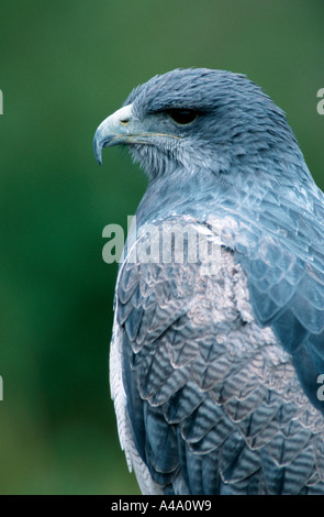 Schwarz-chested Bussard-Eagle / Aguja Stockfoto