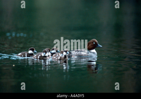 Goldeneye Stockfoto