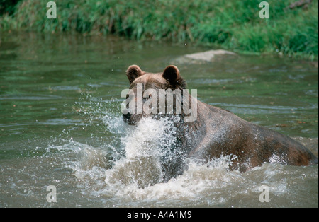 Europäischer Braunbär Stockfoto