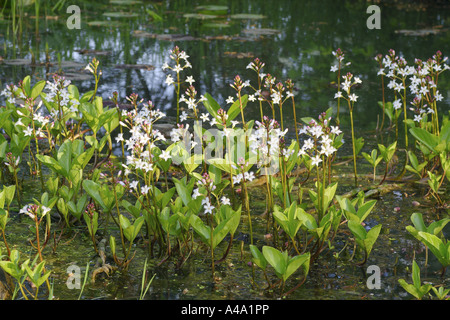 Fieberklee Bitterklee (Menyanthes Trifoliata), blüht in einem Teich, Deutschland, Bayern Stockfoto