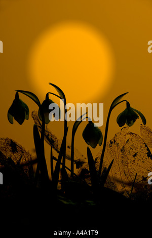 Schneeglöckchen Sonnenaufgang am Morgen Stockfoto