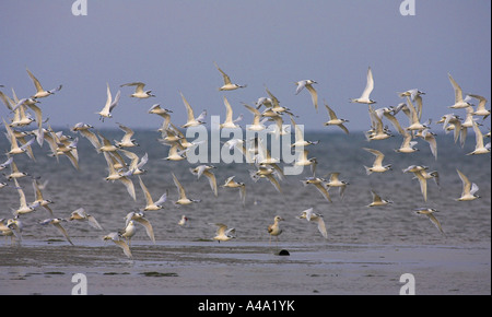 Brandseeschwalbe (Sterna Sandvicensis), Herde wegfliegen, Griechenland, Mazedonien Stockfoto