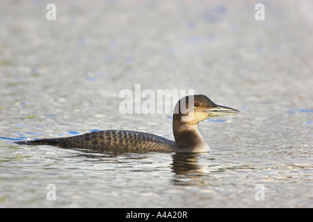 großen nördlichen Taucher (Gavia Immer), juvenile Vögel, Niederlande, Ijsselmeer schwimmen Stockfoto