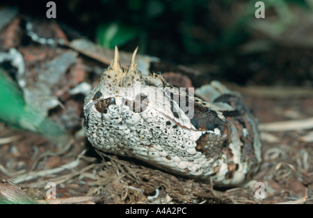 Rhinoceros Viper Stockfoto