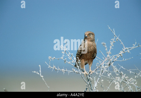 Schlangenaale Turmfalke / mehr Kestrel Stockfoto