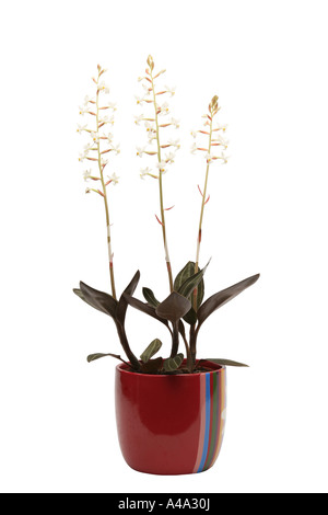 Jeweled Ludisia, Juwel Orchidee (Ludisia verfärben, Goodyera verfärben, Haemaria verfärben), Topfpflanze Stockfoto