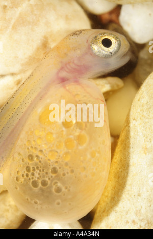 Amerikanische Seeforelle, große Seeforelle, Seeforellen (Namaycush Fischerei), Larven sofort nach dem Schlupf Stockfoto