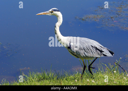 Graureiher (Ardea Cinerea), zu Fuß entlang der Küste, Deutschland Stockfoto