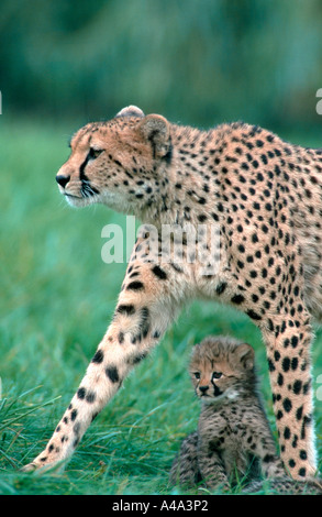 Gepard Stockfoto