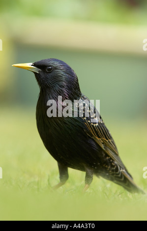 Einzigen britischen Starling Sturnus Vulgaris Vogel auf der Wiese im Garten mit weichen Hintergrund Stockfoto