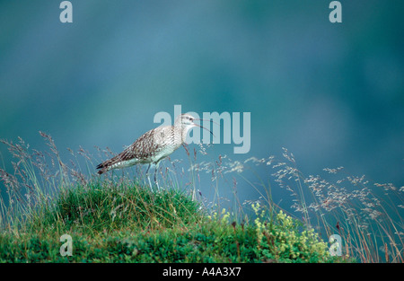 Regenbrachvogel Stockfoto