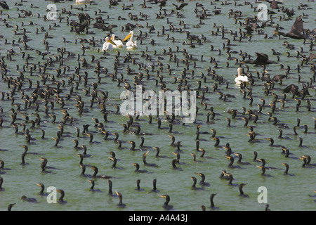 Kormoran (Phalacrocorax Carbo), Angeln Herde mit dalmatinischen Pelikans, Griechenland Stockfoto