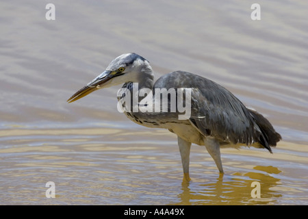 Graureiher (Ardea Cinerea), Nahrungssuche, Namibia Stockfoto