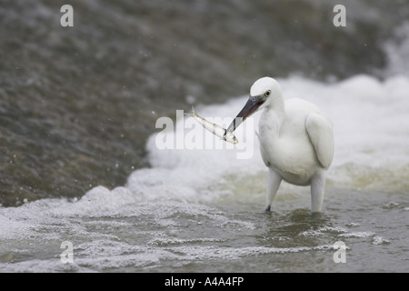 Seidenreiher (Egretta Garzetta), Seidenreiher mit einem Fisch in der Rechnung, Griechenland, Zuge, Evros-Delta Stockfoto