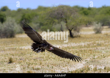 Ohrengeier-faced Vulture (Aegypius Tracheliotus, Torgos Tracheliotus), fliegen, Namibia Stockfoto