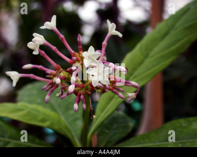 Rauwolfia, Java Teufel Pfeffer, Devilpepper, des Teufels Pfeffer, Serpentwood (Rauvolfia Serpentina, Rauwolfia Serpentina), Infloresce Stockfoto