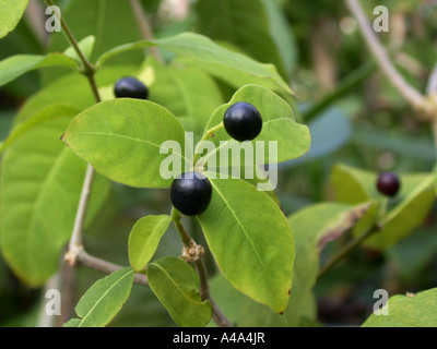 Rauwolfia, Java Teufel Pfeffer, Devilpepper, des Teufels Pfeffer, Serpentwood (Rauvolfia Serpentina, Rauwolfia Serpentina), Reife Früchte Stockfoto