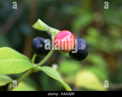 Rauwolfia, Java Teufel Pfeffer, Devilpepper, des Teufels Pfeffer, Serpentwood (Rauvolfia Serpentina, Rauwolfia Serpentina), Reifen und Stockfoto