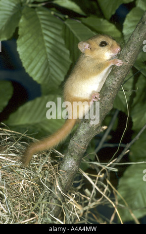 Siebenschläfer, Hasel Haselmaus (Muscardinus Avellanarius), junge auf einem Zweig Stockfoto