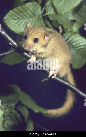 Siebenschläfer, Hasel Haselmaus (Muscardinus Avellanarius), junge auf einem Zweig Stockfoto