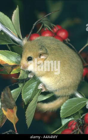 Siebenschläfer, Hasel Haselmaus (Muscardinus Avellanarius), junge auf einem Zweig Stockfoto