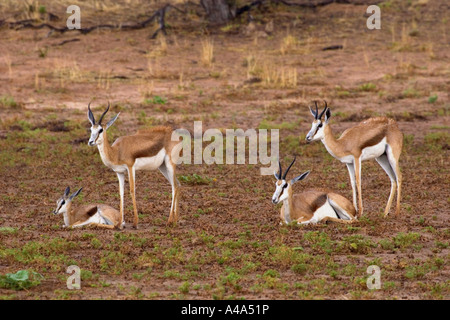 Springbock, Springbock (Antidorcas Marsupialis), Jugendliche und Erwachsene Tiere, Namibia, Etosha NP Stockfoto