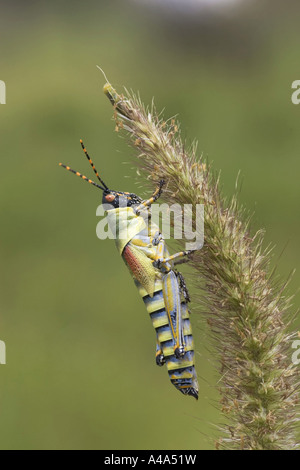 Pyrgomorphidae (Pyrgomorphidae), Tier auf eine Spitze, Namibia, Etosha NP Stockfoto