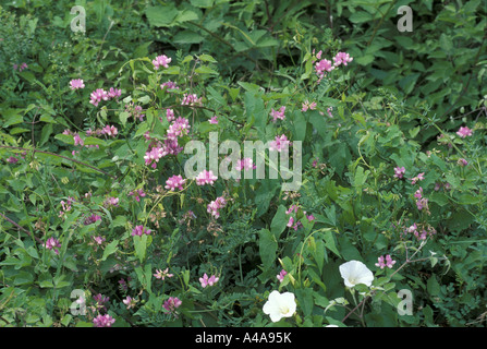 Coronilla varia Stockfoto