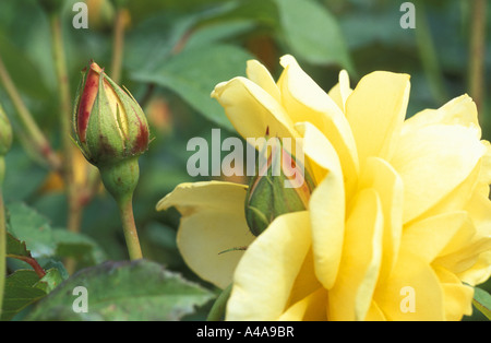 Rosa Moderna Graham Thomas Stockfoto