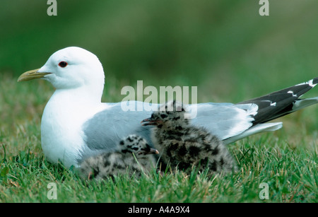 Gemeinsamen Möwe / Mew Gull Stockfoto