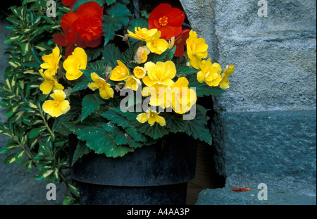 Begonia X tuberhybrida Nonstop Stockfoto