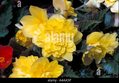 Begonia X tuberhybrida Nonstop Stockfoto