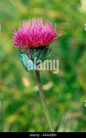 Cirsium Tuberosum Stockfoto