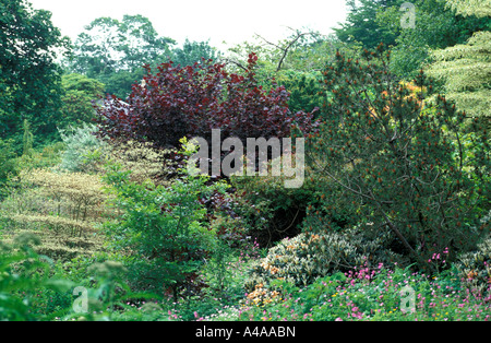 Corylus Maxima Purpurea Stockfoto