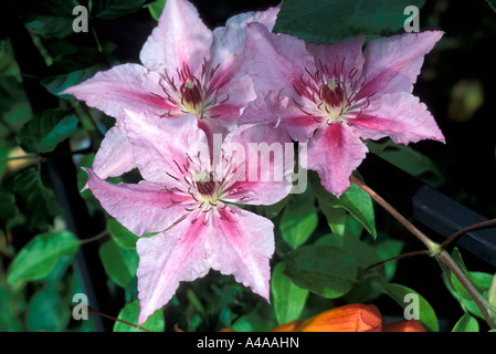 Clematis Pink Fantasy Stockfoto