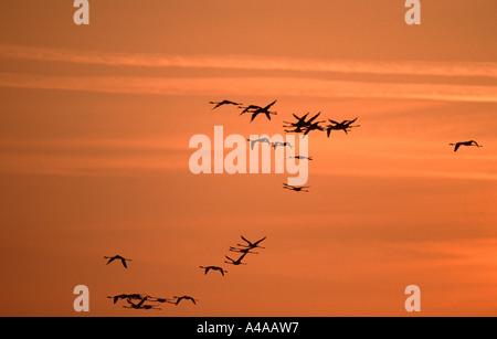 Rosaflamingo Stockfoto