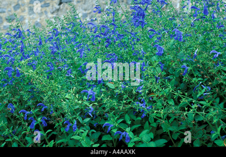 Salvia Patens Stockfoto