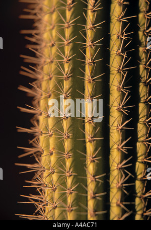 Kaktus, Baja California Sur, Mexiko Stockfoto