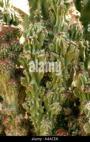 Cereus Peruvianus Monstrosus Stockfoto