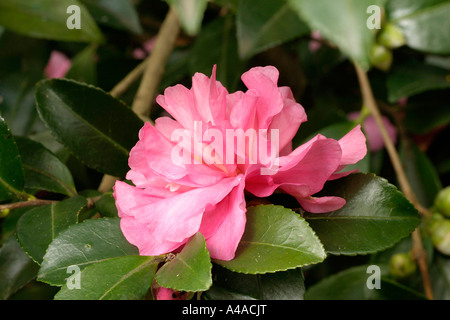 Camellia Sasanqua Sparkling Burgundy Stockfoto