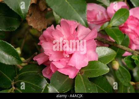 Camellia Sasanqua Sparkling Burgundy Stockfoto