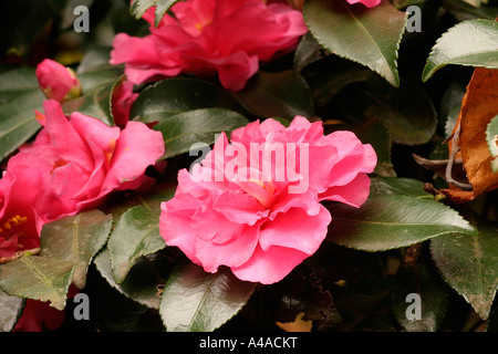 Camellia Sasanqua Sparkling Burgundy Stockfoto