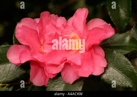 Camellia Sasanqua Sparkling Burgundy Stockfoto