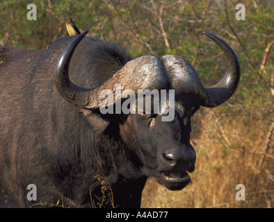 African Cape Buffalo Bull Synceras Caffer Krüger Nationalpark in Südafrika Stockfoto