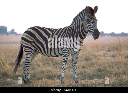 Burchells Zebra in der Abenddämmerung Stockfoto