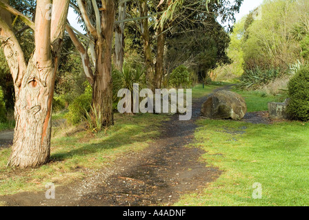 Ein Track in den Busch unter Bäumen an Halswell Quarry Park New Zealand Wicklung. Stockfoto