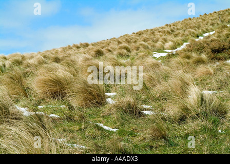 Grasbüschel und Schnee, Banks Peninsula, Canterbury New Zealand Stockfoto