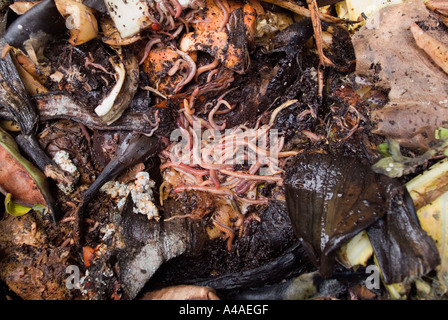 Würmer in einem Wurm-Farm-Gemüse Stockfoto