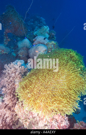 Gigantische Seeanemone regelmäßig Gigantea rosa Anemonenfischen Amphiprion Periderion Shinkoku Maru Truk Lagoon hosting Stockfoto