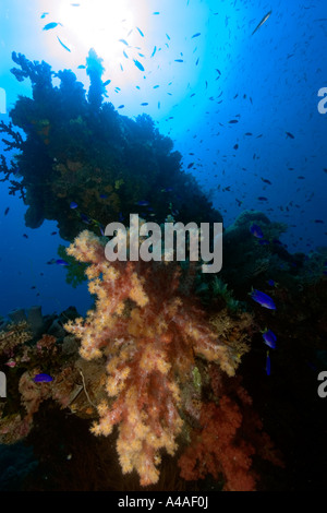 Mast mit weichen Korallen Dendronephthya sp Shinkoku Maru Truk Lagoon Chuuk Föderierte Staaten von Mikronesien Pacific verkrustet Stockfoto